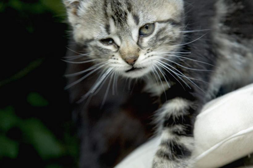 胡须,无人,站,横图,俯视,室外,白天,宠物,猫,阴影,条纹,平静,光线,影子,注视,一只,阳光,动物,观察,看,站着,安静,可爱,毛茸茸,观看,宁静,察看,关注,静谧,猫咪,沉静,恬静,安祥,僻静,清静,太平,髯毛,站立,半身,彩图,高角度拍摄