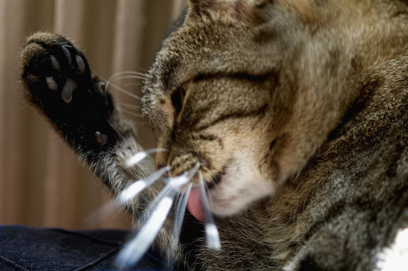 胡须,无人,走,横图,室内,白天,侧面,宠物,猫,阴影,光线,影子,注视,吐舌头,一只,灰色,动物,观察,看,伸舌头,吐舌,可爱,毛茸茸,舔,观看,察看,关注,猫咪,髯毛,步行,走路,半身,彩图