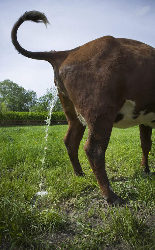 无人,栏杆,站,竖图,室外,白天,侧面,草地,草坪,植物,牛,一排,小便,阴影,整齐,光线,影子,围栏,褐色,注视,护栏,草,树,树木,排列,一只,蓝色,绿色,蓝天,天空,阳光,自然,动物,天,观察,看,站着,家畜,牲畜,生长,成长,观看,察看,尿,队列,关注,站立,半身,彩图