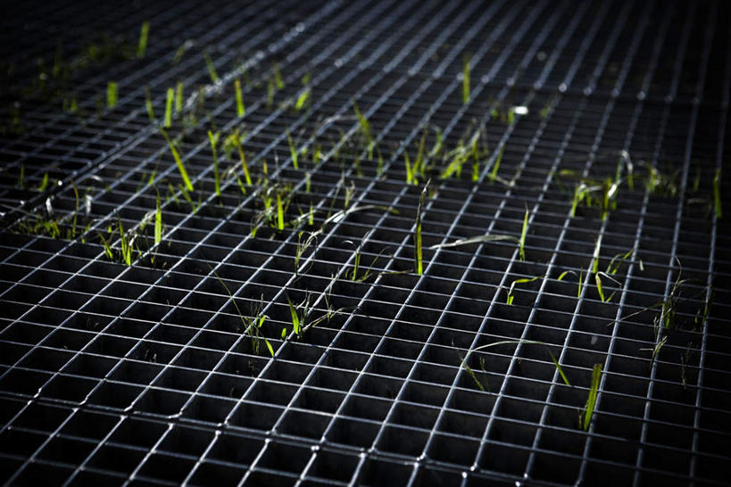 无人,横图,俯视,室外,特写,白天,植物,一排,阴影,朦胧,模糊,整齐,光线,格子,影子,夏季,排列,绿色,阳光,自然,夏日,夏天,生长,成长,队列,发展,炎天,彩图,高角度拍摄