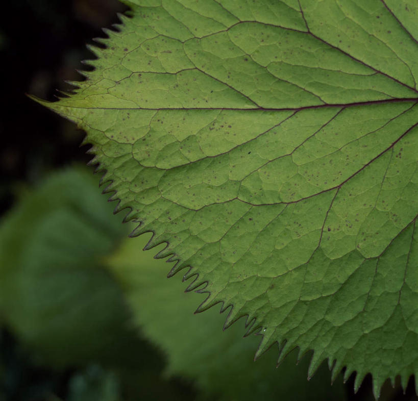 无人,横图,室外,特写,白天,正面,美景,植物,叶子,阴影,平静,光线,纹理,影子,景观,绿叶,绿色,阳光,自然,嫩叶,景色,安静,高低,宁静,凹凸,静谧,自然风光,肌理,沉静,恬静,安祥,僻静,清静,太平,叶,叶片,叶脉,彩图