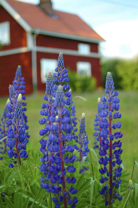 无人,家,农场,竖图,室外,白天,正面,旅游,度假,畜牧业,牧场,草地,草坪,美景,植物,别墅,瑞典,欧洲,一座,阴影,盛开,光线,影子,房屋,屋子,景观,云,云朵,公寓,夏季,三束,花蕾,云彩,娱乐,洋房,楼房,住宅,草,花,花瓣,花朵,鲜花,树,树木,蓝色,绿色,紫色,白云,蓝天,天空,阳光,自然,天,夏日,夏天,花苞,花蕊,享受,休闲,景色,放松,生长,晴朗,成长,斯堪的纳维亚,自然风光,北欧,斯堪的纳维亚半岛,畜牧,牧业,炎天,瑞典王国,晴空,彩图,房子