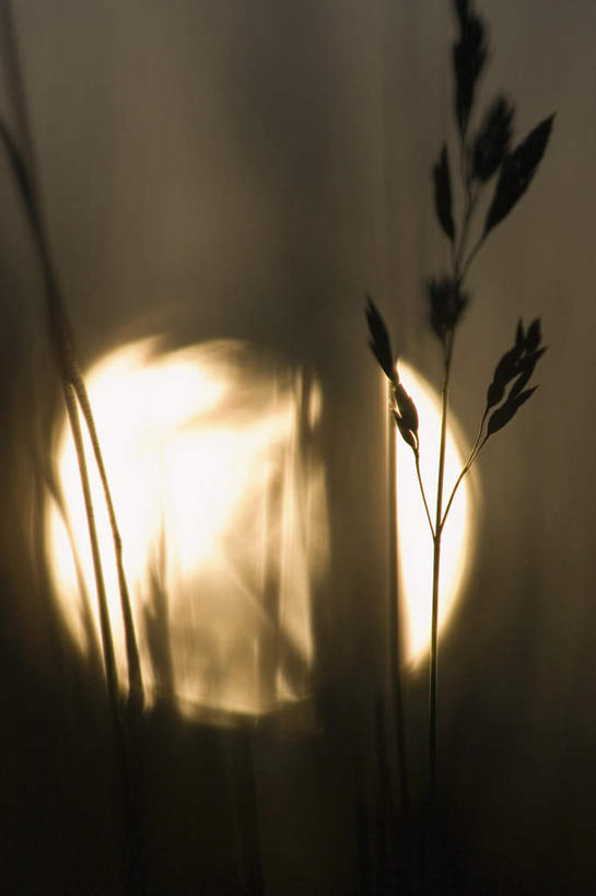 无人,竖图,室外,白天,正面,旅游,度假,美景,日落,植物,阴影,光线,影子,景观,晚霞,霞光,落日,稻草,夏季,娱乐,黄色,绿色,阳光,自然,黄昏,夏日,夏天,享受,休闲,景色,彩霞,放松,生长,成长,自然风光,炎天,夕照,夕阳,彩图,斜阳