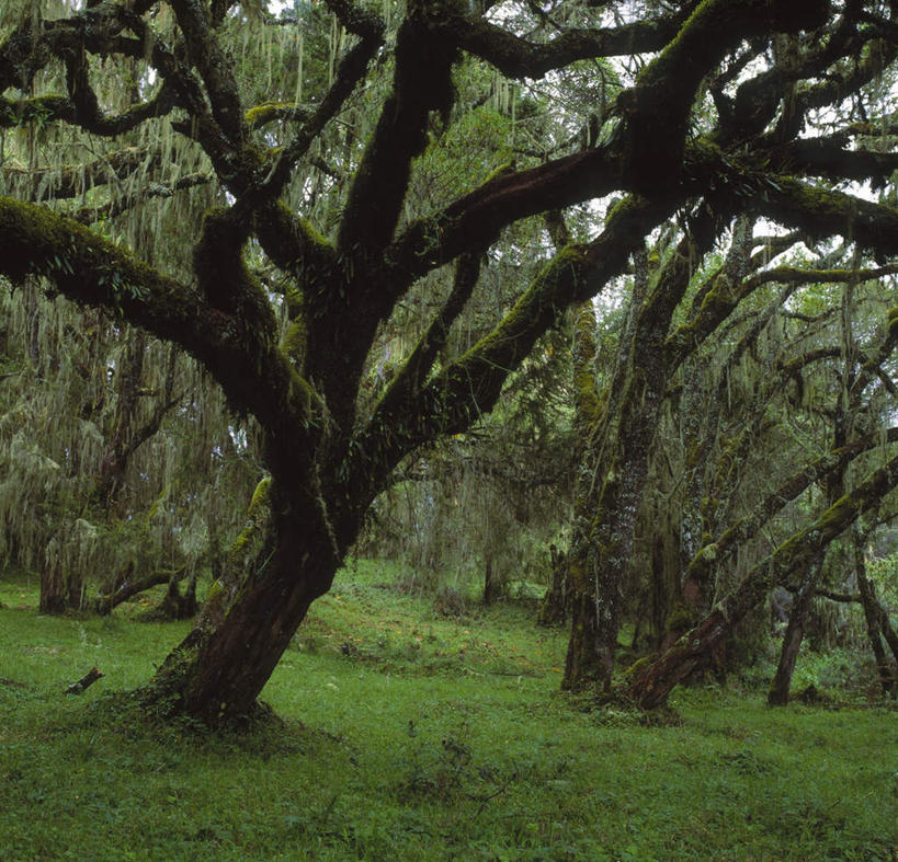 无人,横图,室外,白天,正面,草地,草坪,美景,植物,阴影,平静,光线,影子,景观,青苔,苔藓,草,树,树木,绿色,阳光,自然,景色,安静,茂密,茂盛,生长,成长,宁静,静谧,自然风光,沉静,恬静,安祥,僻静,清静,太平,彩图
