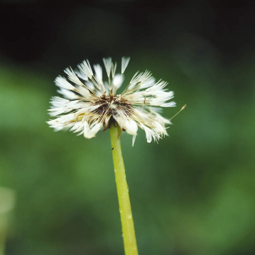 无人,横图,室外,特写,白天,正面,爱情,美景,蒲公英,阴影,朦胧,模糊,平静,光线,影子,景观,一朵,阳光,自然,景色,安静,毛茸茸,宁静,静谧,自然风光,沉静,开朗,恬静,安祥,僻静,清静,太平,蒲公草,尿床草,彩图
