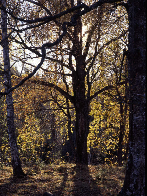 无人,竖图,室外,白天,正面,草地,草坪,美景,森林,树林,植物,阴影,平静,光线,影子,景观,泥土,土壤,草,树,树木,绿色,阳光,自然,景色,安静,茂密,茂盛,生长,成长,宁静,静谧,自然风光,沉静,恬静,安祥,僻静,清静,太平,彩图