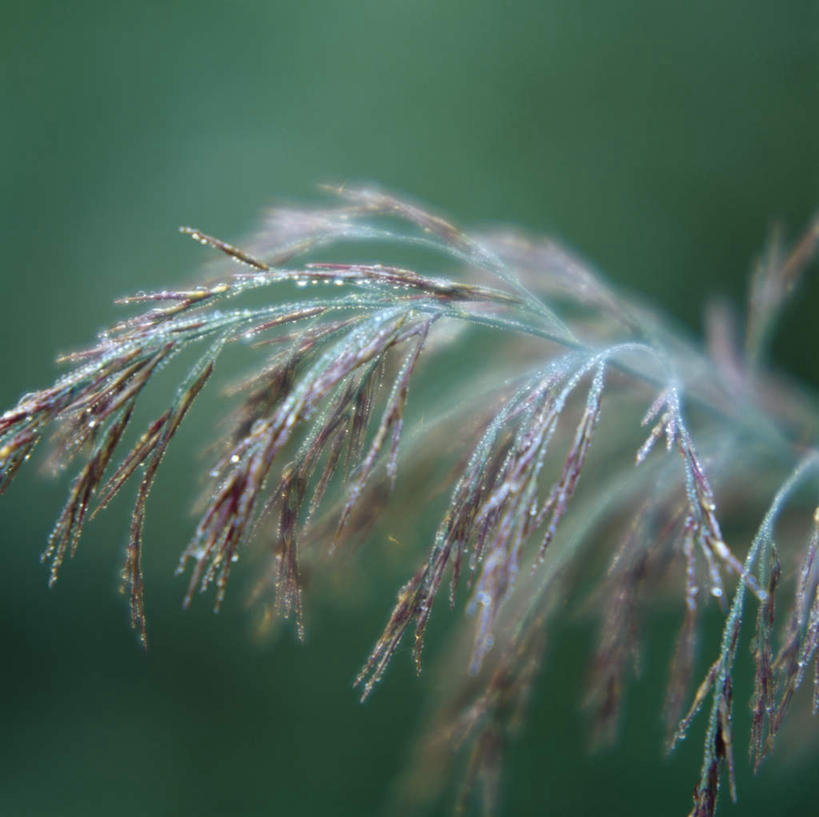 无人,横图,室外,特写,白天,正面,美景,植物,阴影,平静,光线,影子,景观,枝条,树,树木,树枝,阳光,自然,景色,安静,宁静,静谧,自然风光,沉静,恬静,安祥,僻静,清静,太平,虬枝,枝杈,彩图