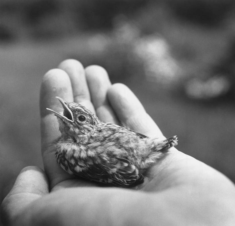 西方人,手,一个人,站,捧,横图,黑白,室外,特写,白天,正面,鸡,欧洲,欧洲人,仅一个男性,仅一个人,仅一个中年男性,朦胧,模糊,家禽,一只,动物,站着,手部,牲畜,幼崽,单手,男人,男性,中年男性,白种人,端,端着,捧着,手捧,站立,半身,小鸡