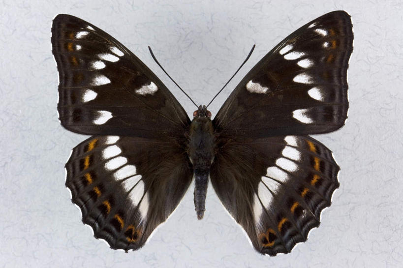 无人,横图,俯视,室内,特写,白天,白色背景,蝴蝶,伸展,张开,展翅,翅膀,昆虫,斑点,一只,黑色,动物,摄影,影棚,益虫,张开翅膀,展开翅膀,彩图,高角度拍摄,全身,影棚拍摄,拍摄