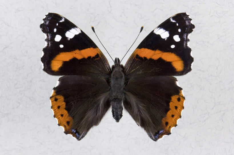 无人,横图,俯视,室内,特写,白天,白色背景,蝴蝶,伸展,张开,展翅,翅膀,昆虫,斑点,一只,黑色,动物,摄影,影棚,蛱蝶,益虫,张开翅膀,四足蝶,展开翅膀,彩图,高角度拍摄,全身,影棚拍摄,拍摄