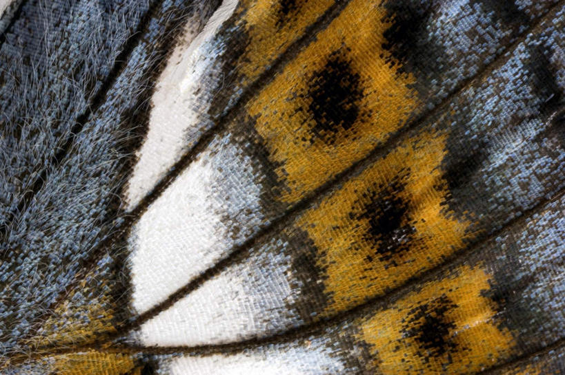 无人,横图,俯视,室内,特写,白天,蝴蝶,伸展,张开,展翅,纹路,翅膀,昆虫,纹理,斑点,一只,白色,动物,益虫,张开翅膀,肌理,展开翅膀,彩图,高角度拍摄,全身