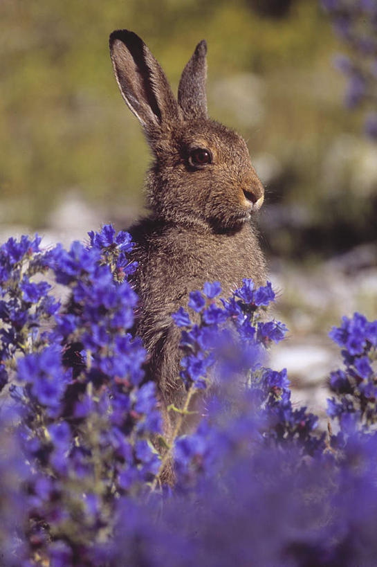 无人,站,竖图,室外,白天,正面,旅游,度假,美景,植物,哺乳动物,许多,躲藏,阴影,盛开,光线,兔子,影子,景观,注视,娱乐,花,花瓣,花朵,花卉,鲜花,一只,紫色,阳光,自然,动物,花蕊,观察,看,站着,享受,休闲,景色,放松,观看,兔,察看,隐蔽,隐藏,关注,自然风光,埋没,潜藏,暗藏,站立,彩图,全身