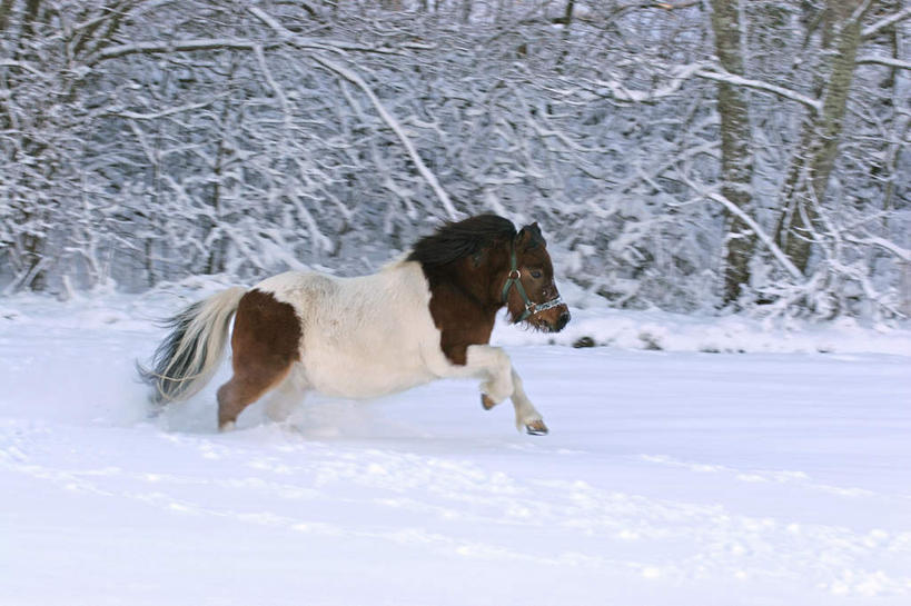 无人,横图,室外,白天,正面,旅游,度假,美景,雪,大雪,马,野生动物,奔驰,阴影,朦胧,模糊,光线,影子,积雪,景观,雪景,冬季,冬天,奔腾,娱乐,一匹,阳光,自然,动物,奔跑,享受,休闲,景色,放松,寒冷,运输,牲畜,自然风光,飞驰,疾驰,严寒,半身,彩图