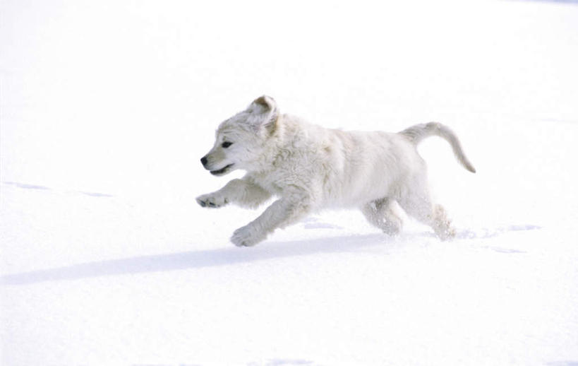 无人,跑,横图,室外,白天,侧面,锻炼,旅游,度假,运动,美景,雪,大雪,宠物,狗,一堆,堆叠,堆积,积雪,景观,雪景,冬季,冬天,注视,娱乐,一只,白色,自然,动物,观察,看,享受,休闲,景色,放松,寒冷,可爱,幼崽,观看,堆,察看,关注,自然风光,忠诚,严寒,体育,犬,跑步,彩图,全身,健身