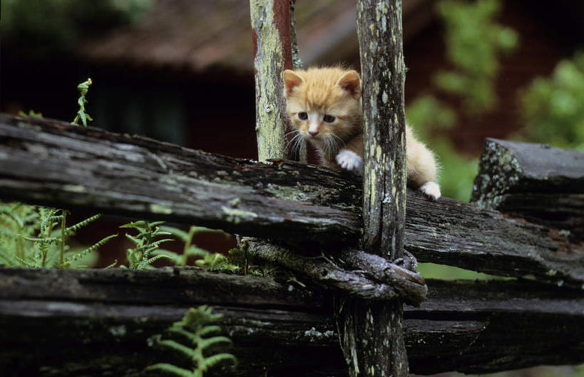 无人,走,横图,室外,白天,侧面,旅游,度假,美景,宠物,猫,一堆,阴影,堆叠,堆积,朦胧,模糊,光线,影子,景观,树桩,注视,娱乐,树,树干,一只,黄色,阳光,自然,动物,观察,看,享受,休闲,木桩,景色,放松,可爱,幼崽,观看,堆,害怕,腐烂,察看,胆怯,关注,自然风光,猫咪,畏惧,腐败,腐臭,腐朽,步行,散步,走路,彩图,全身