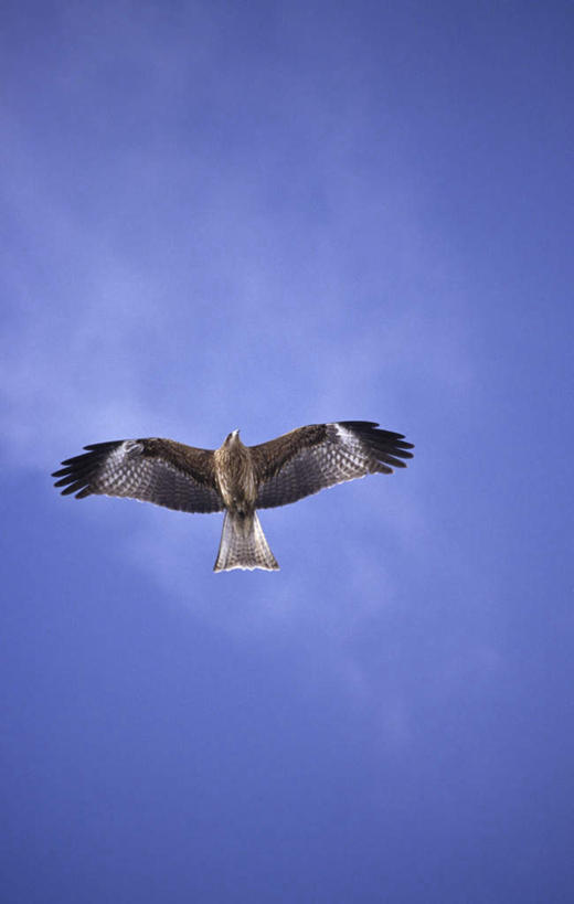 无人,竖图,室外,白天,仰视,旅游,度假,美景,鸟,飞翔,伸展,张开,展翅,阴影,飞行,光线,翅膀,鸟类,影子,景观,云,云朵,翱翔,云彩,注视,娱乐,飞,一只,蓝色,白云,蓝天,天空,阳光,自然,天,观察,看,享受,休闲,景色,放松,晴朗,观看,察看,关注,自然风光,猎鹰,张开翅膀,矛隼,隼,展开翅膀,猎隼,白隼,海东青,晴空,彩图,低角度拍摄,全身