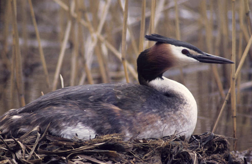 无人,横图,室外,特写,白天,侧面,旅游,度假,美景,植物,鸟,阴影,枯萎,朦胧,模糊,光线,鸟类,影子,景观,枯草,树桩,注视,娱乐,草,树,树干,一只,黄色,阳光,自然,观察,看,趴着,享受,休闲,木桩,景色,放松,观看,察看,关注,自然风光,鸊鷉,趴,彩图,全身
