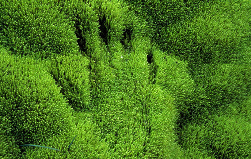 手,手掌,无人,横图,俯视,室外,特写,白天,旅游,度假,草地,草坪,美景,植物,阴影,光线,影子,景观,痕迹,娱乐,草,绿色,阳光,自然,享受,休闲,手部,景色,放松,生长,成长,单手,自然风光,掌印,发展,陈迹,彩图,高角度拍摄