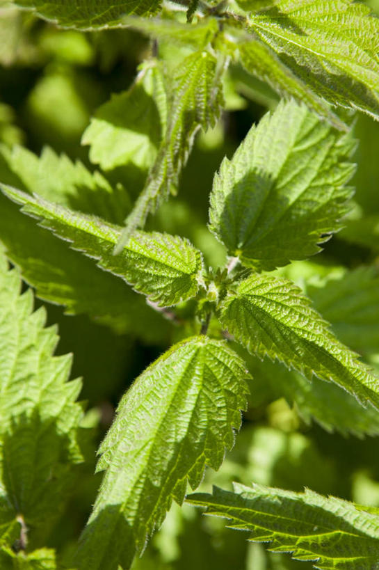 无人,竖图,俯视,室外,特写,白天,旅游,度假,美景,植物,叶子,阴影,光线,影子,景观,绿叶,夏季,娱乐,绿色,阳光,自然,夏日,夏天,享受,休闲,嫩叶,景色,放松,生长,成长,自然风光,炎天,叶,叶片,彩图,高角度拍摄