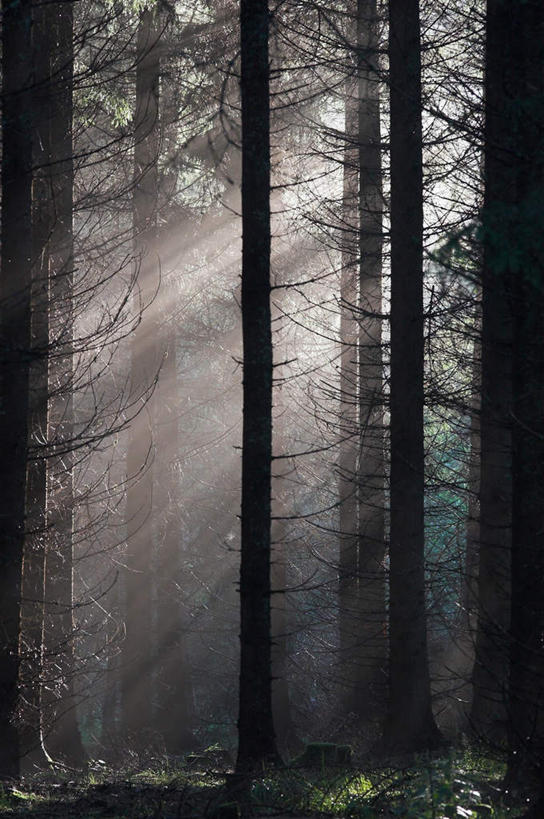 无人,竖图,室外,白天,正面,草地,草坪,美景,森林,树林,植物,雾,阴影,朦胧,模糊,高耸,平静,光线,影子,景观,草,树,树木,绿色,阳光,自然,景色,安静,茂密,茂盛,生长,成长,宁静,迷雾,静谧,自然风光,沉静,恬静,安祥,僻静,清静,太平,挺拔,大雾,彩图