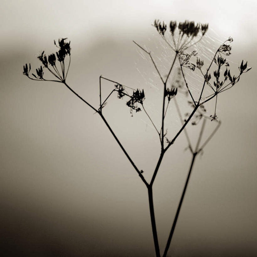 无人,方图,黑白,室外,特写,白天,正面,美景,植物,阴影,朦胧,模糊,平静,光线,影子,景观,枝条,树,树木,树枝,阳光,自然,景色,安静,宁静,脆弱,静谧,自然风光,沉静,恬静,安祥,僻静,清静,太平,虬枝,枝杈