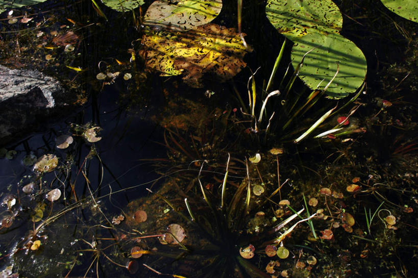 无人,横图,俯视,室外,白天,美景,睡莲,阴影,漂浮,平静,光线,影子,池塘,景观,水池,阳光,自然,景色,安静,宁静,漂流,静谧,自然风光,纯真,妖艳,水芹花,抒情,洁净,沉静,流浪,恬静,安祥,僻静,清静,太平,流落,流散,漂泊,飘泊,飘流,水洋花,子午莲,彩图,高角度拍摄