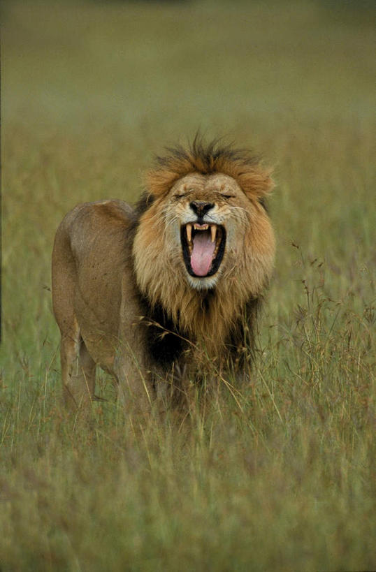 无人,站,竖图,室外,白天,正面,草地,草坪,美景,植物,哺乳动物,野生动物,狮子,阴影,平静,光线,影子,景观,草,一只,绿色,阳光,自然,动物,站着,张嘴,景色,安静,毛茸茸,宁静,吼叫,静谧,自然风光,凶猛,张大嘴巴,沉静,呼啸,恬静,安祥,僻静,清静,太平,残暴,凶残,张开嘴,站立,彩图,全身