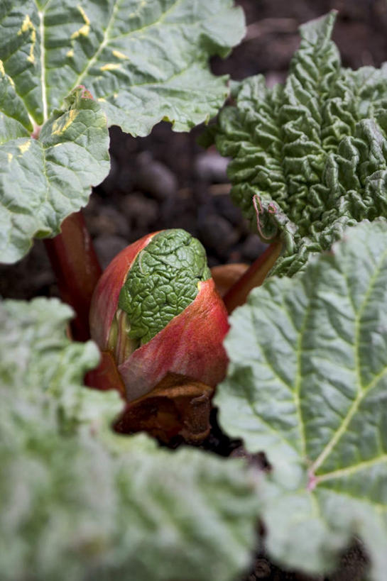 无人,农田,竖图,俯视,室外,特写,白天,庄稼,农作物,美景,植物,蔬菜,叶子,阴影,新鲜,平静,光线,纹理,影子,景观,食品,绿叶,营养,食物,绿色,阳光,自然,健康,嫩叶,景色,安静,有机食品,绿色食品,宁静,静谧,自然风光,肌理,沉静,安康,恬静,安祥,僻静,清静,太平,康健,养分,叶,叶片,叶脉,彩图,高角度拍摄,耕地,庄稼田