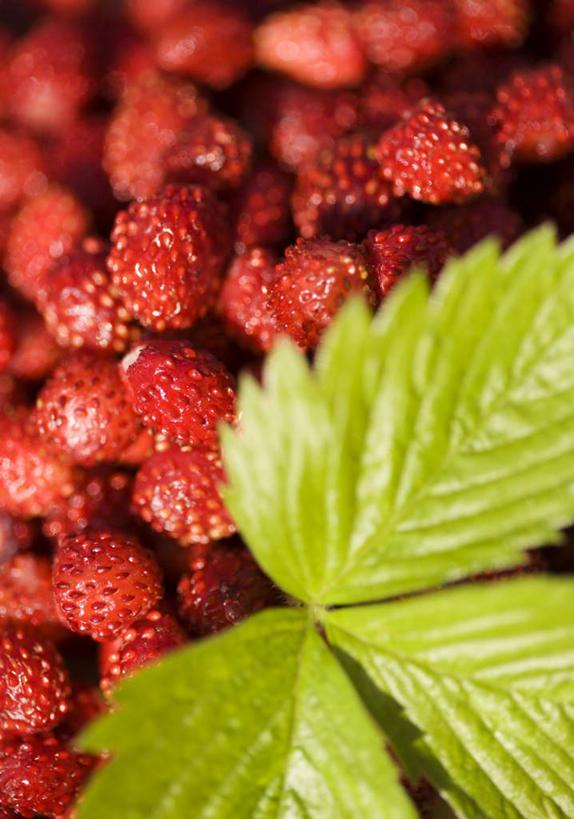 无人,竖图,俯视,室内,特写,白天,植物,浆果,水果,叶子,一堆,许多,收成,堆叠,堆积,新鲜,纹理,生食,食品,果实,绿叶,很多,食物,红色,绿色,嫩叶,有机食品,绿色食品,收获,堆,肌理,野草莓,劳绩,叶,叶片,叶脉,洋莓,彩图,高角度拍摄