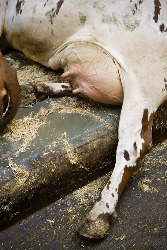 无人,躺,竖图,俯视,室内,白天,牛,一头,阴影,花纹,光线,影子,阳光,动物,家畜,牲畜,死亡,斑纹,殒命,灭亡,卧着,奶牛,躺着,卧,半身,彩图,高角度拍摄