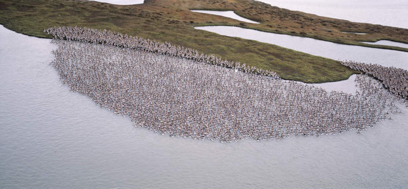 无人,站,横图,俯视,航拍,室外,白天,旅游,度假,草地,草坪,湖,湖泊,美景,水,植物,鹅,鸟,野生动物,欧洲,冰岛,许多,阴影,光线,鸟类,水鸟,影子,湖面,景观,水流,水面,注视,娱乐,草,绿色,阳光,自然,动物,湖水,观察,看,站着,享受,休闲,景色,放松,可爱,活泼,观看,察看,鸟瞰,关注,自然风光,北欧,加拿大鹅,冰岛共和国,站立,彩图,高角度拍摄,全身