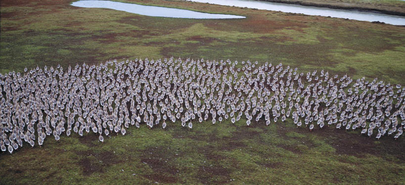 无人,横图,俯视,室外,白天,旅游,度假,草地,草坪,湖,湖泊,美景,水,植物,鹅,鸟,野生动物,许多,阴影,光线,鸟类,水鸟,影子,湖面,景观,水流,水面,娱乐,草,绿色,阳光,自然,动物,湖水,享受,休闲,景色,放松,可爱,活泼,自然风光,加拿大鹅,彩图,高角度拍摄,全身