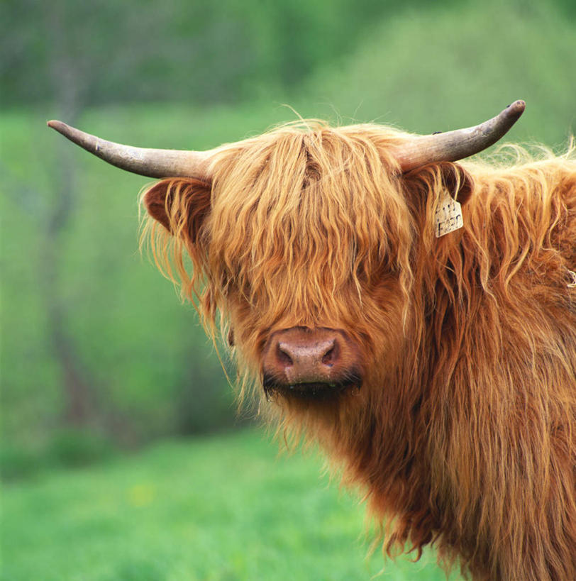 无人,站,竖图,室外,白天,正面,旅游,度假,草地,草坪,美景,植物,牛,瑞典,欧洲,一头,阴影,光线,影子,景观,注视,娱乐,草,绿色,阳光,自然,动物,观察,看,站着,享受,休闲,家畜,景色,放松,牲畜,观看,察看,斯堪的纳维亚,关注,自然风光,北欧,斯堪的纳维亚半岛,瑞典王国,高原之舟,天祝白牦牛,牦牛,站立,半身,彩图