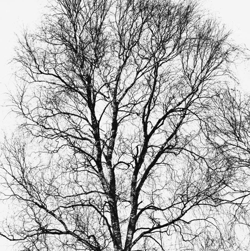 无人,竖图,室外,白天,仰视,旅游,度假,美景,雪,植物,大雪,瑞典,欧洲,阴影,光线,影子,积雪,景观,雪景,冬季,冬天,枯枝,枝条,娱乐,树,树木,树枝,天空,阳光,自然,天,享受,休闲,景色,放松,寒冷,生长,成长,斯堪的纳维亚,自然风光,北欧,斯堪的纳维亚半岛,严寒,瑞典王国,虬枝,枝杈,彩图,低角度拍摄