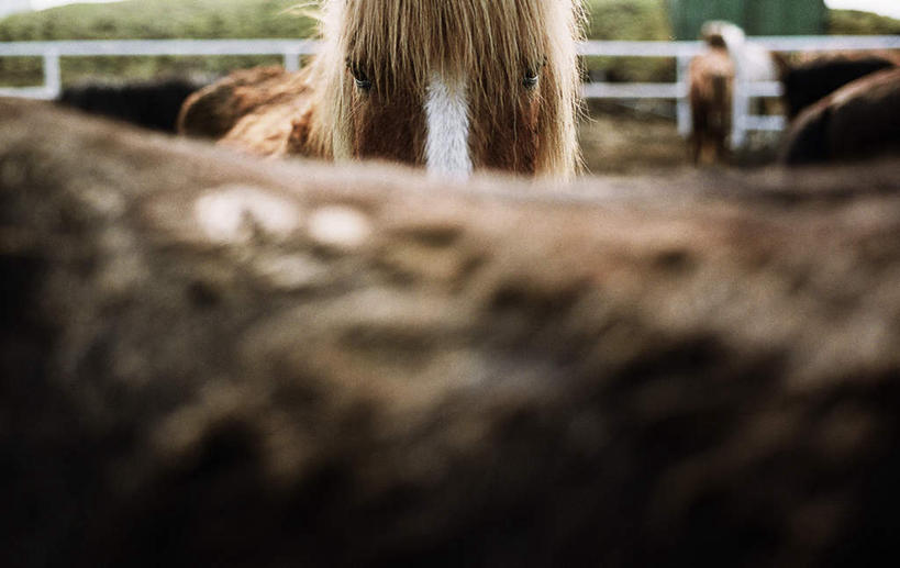 无人,栏杆,站,横图,室外,白天,正面,旅游,度假,草地,草坪,美景,植物,马,野生动物,朦胧,模糊,栅栏,景观,篱笆,围栏,棕色,娱乐,护栏,草,绿色,自然,动物,站着,享受,休闲,景色,放松,运输,牲畜,自然风光,毛皮,三匹,站立,彩图