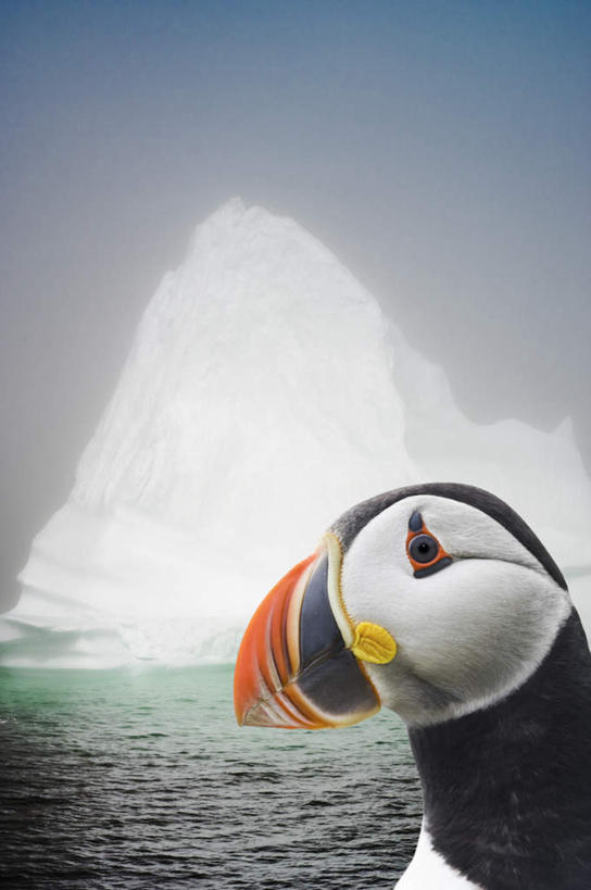 脸,头,脸颊,无人,站,竖图,室外,白天,侧面,旅游,度假,海浪,海洋,美景,山,雪,雪山,大雪,鸟,野生动物,加拿大,阴影,朦胧,模糊,光线,鸟类,影子,冰,积雪,景观,浪花,山峰,雪景,冬季,冬天,山峦,注视,娱乐,一只,蓝色,蓝天,天空,阳光,自然,海水,动物,天,观察,看,站着,享受,休闲,景色,放松,寒冷,可爱,活泼,晴朗,观看,察看,冰冷,北美,北美洲,关注,自然风光,美洲,海景,角嘴海雀,万里无云,北亚美利加洲,亚美利加洲,严寒,冰凉,酷寒,凛冽,凛凛,极冷,纽芬兰,纽芬兰省,头部,脸部,脸蛋,面部,大海,风浪,海,海水的波动,近岸浪,涌浪,晴空,晴空万里,站立,半身,彩图