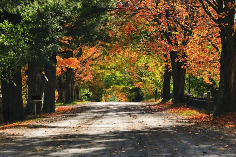 无人,横图,室外,白天,正面,旅游,度假,草地,草坪,美景,植物,道路,路,公路,加拿大,阴影,光线,影子,景观,交通,娱乐,草,树,树木,绿色,阳光,自然,享受,休闲,景色,放松,生长,成长,北美,北美洲,自然风光,美洲,北亚美利加洲,亚美利加洲,魁北克省,马路,彩图