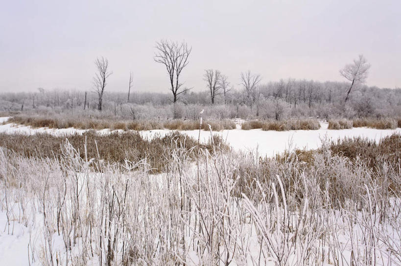 无人,横图,室外,白天,正面,旅游,度假,草地,草坪,美景,雪,植物,大雪,加拿大,阴影,光线,影子,积雪,景观,雪景,冬季,冬天,娱乐,草,树,树木,蓝色,绿色,蓝天,天空,阳光,自然,天,享受,休闲,景色,放松,寒冷,生长,晴朗,成长,北美,北美洲,自然风光,美洲,万里无云,北亚美利加洲,亚美利加洲,严寒,马尼托巴,马尼托巴省,曼尼托巴省,晴空,晴空万里,彩图