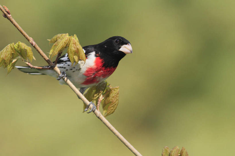 无人,站,横图,室外,白天,仰视,旅游,度假,美景,植物,鸟,野生动物,加拿大,阴影,朦胧,模糊,光线,鸟类,影子,景观,枝条,注视,娱乐,树,树木,树枝,一只,阳光,自然,动物,观察,看,站着,享受,休闲,景色,放松,可爱,活泼,观看,察看,北美,北美洲,关注,自然风光,美洲,北亚美利加洲,亚美利加洲,魁北克省,虬枝,枝杈,蜡嘴鸟,梅花雀,站立,彩图,低角度拍摄,全身