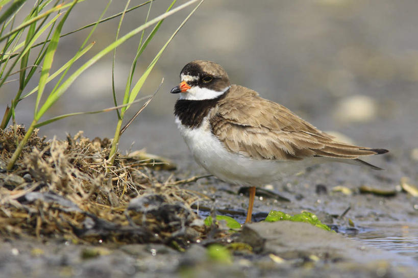 无人,站,横图,室外,特写,白天,侧面,旅游,度假,美景,植物,鸟,野生动物,羽毛,阴影,枯萎,朦胧,模糊,轻盈,柔软,光线,鸟类,影子,景观,枯草,扭头,注视,娱乐,草,一只,黄色,阳光,自然,动物,观察,看,站着,转头,享受,休闲,景色,放松,可爱,活泼,观看,察看,关注,自然风光,轻柔,鸻,站立,彩图,全身