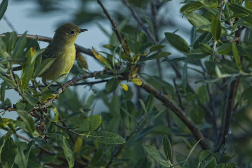 无人,站,横图,室外,特写,白天,侧面,旅游,度假,美景,日落,森林,树林,植物,鸟,野生动物,叶子,羽毛,加拿大,阴影,朦胧,模糊,轻盈,柔软,光线,鸟类,影子,景观,晚霞,霞光,落日,绿叶,枝条,扭头,注视,娱乐,树,树木,树枝,一只,绿色,阳光,自然,黄昏,动物,观察,看,站着,转头,享受,休闲,嫩叶,景色,彩霞,放松,可爱,活泼,生长,成长,观看,察看,北美,北美洲,关注,自然风光,美洲,轻柔,北亚美利加洲,亚美利加洲,马尼托巴,马尼托巴省,曼尼托巴省,夕照,虬枝,枝杈,黄腰柳莺,叶,叶片,夕阳,站立,彩图,全身,斜阳