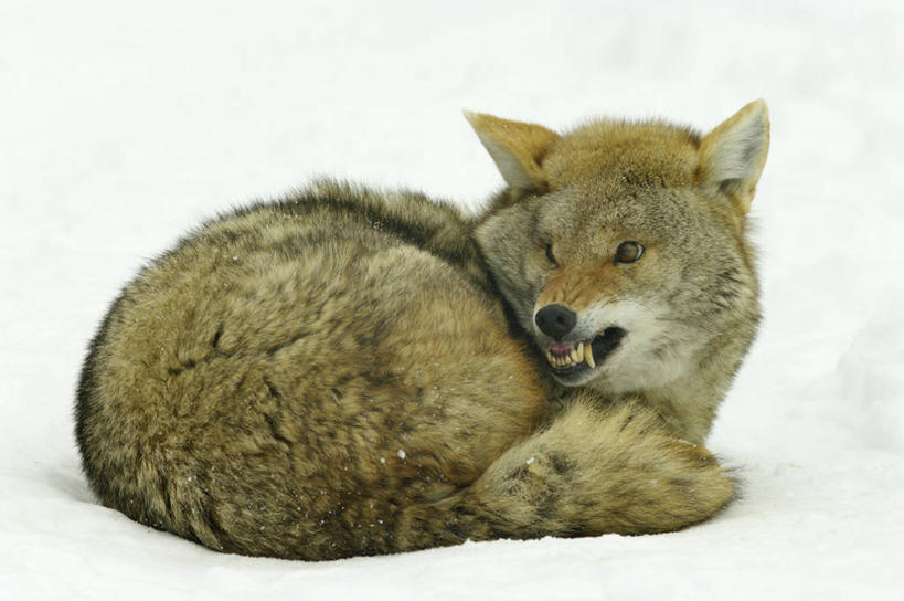 无人,横图,室外,白天,侧面,雪,大雪,狼,野生动物,蜷缩,积雪,雪景,冬季,冬天,褐色,扭头,注视,一只,动物,观察,看,趴着,转头,寒冷,毛茸茸,观看,皮毛,察看,关注,郊狼,凶猛,丛林狼,严寒,残暴,凶残,灰狼,趴,彩图,全身,犬科动物