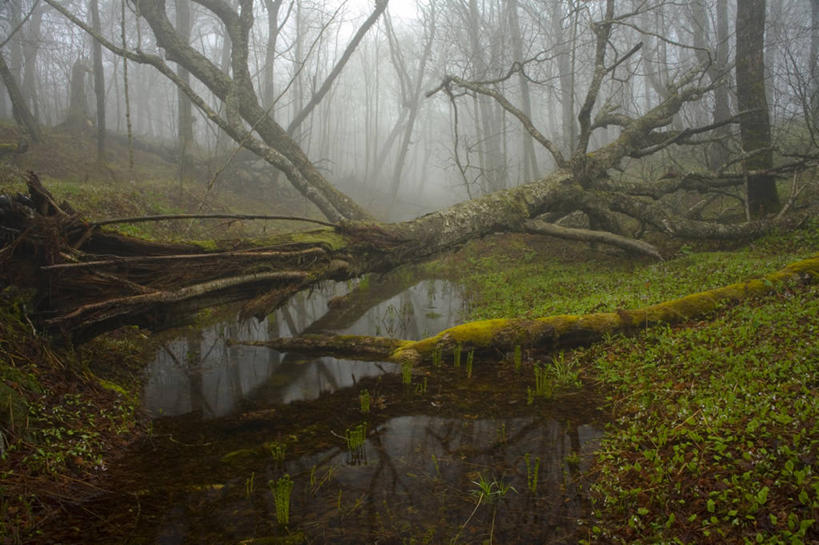 无人,横图,室外,白天,正面,草地,草坪,河流,美景,水,植物,雾,加拿大,覆盖,朦胧,模糊,平静,河水,景观,水流,草,树,树木,绿色,倒影,自然,包围,景色,安静,生长,成长,宁静,迷雾,倒映,北美,北美洲,静谧,自然风光,美洲,新斯科舍,北亚美利加洲,亚美利加洲,沉静,笼罩,恬静,安祥,僻静,清静,太平,新斯科舍省,反照,大雾,彩图