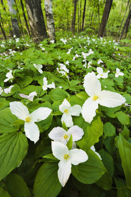 无人,竖图,俯视,室外,白天,植物,叶子,阴影,新鲜,盛开,光线,影子,青苔,树桩,草药,苔藓,药草,花蕾,中药,花,花瓣,花朵,花卉,鲜花,树,树干,绿色,白色,阳光,自然,花束,花田,花苞,花蕊,木桩,生长,成长,青春,生命,药材,中草药,和平,安详,中药材,本草,延龄草,冷色,尸儿七,芋儿七,彩图,高角度拍摄