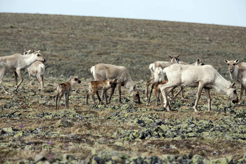 无人,横图,室外,白天,侧面,幸福,草地,草坪,石头,山,山脉,植物,哺乳动物,鹿,野生动物,加拿大,一群,许多,阴影,光线,石子,影子,山峰,山峦,很多,草,蓝色,绿色,蓝天,天空,阳光,动物,群山,天,可爱,活泼,生态,吉祥,北美,北美洲,美洲,北亚美利加洲,亚美利加洲,进取,角鹿,魁北克省,群落,生态系统,生物圈,种群,石块,岩石,驯鹿,彩图,全身