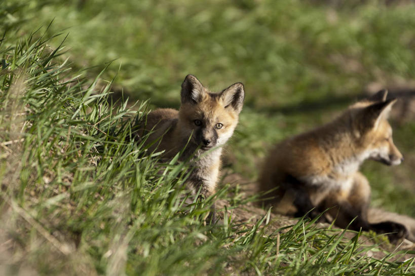 无人,横图,室外,白天,正面,草地,草坪,植物,狐狸,野生动物,阴影,朦胧,模糊,光线,影子,扭头,注视,草,绿色,阳光,动物,观察,看,趴着,转头,两只,观看,察看,关注,狡猾,狡诈,火狐,红狐,赤狐,草狐,趴,彩图,全身