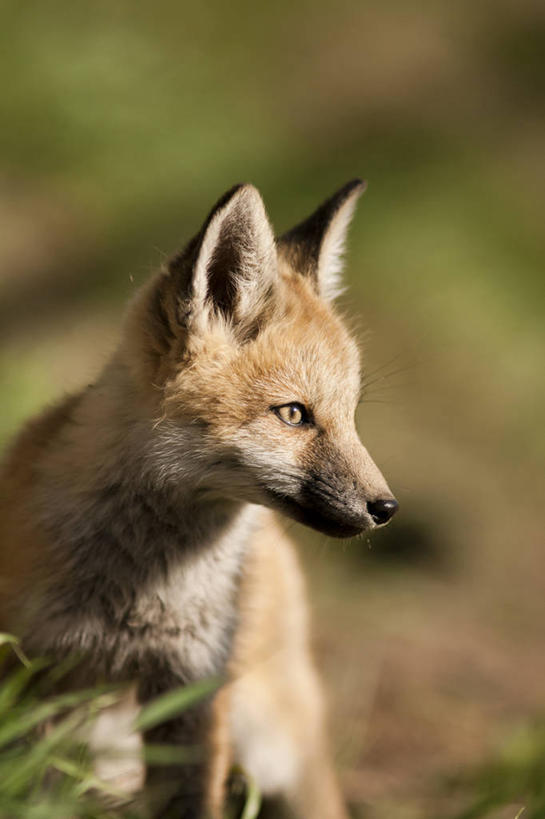 无人,站,竖图,室外,白天,正面,草地,草坪,植物,狐狸,野生动物,阴影,朦胧,模糊,光线,影子,扭头,注视,草,一只,绿色,阳光,动物,观察,看,站着,转头,观看,察看,关注,狡猾,狡诈,火狐,红狐,赤狐,草狐,站立,半身,彩图