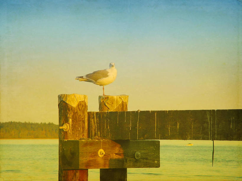 无人,栏杆,横图,室外,白天,正面,美景,日落,植物,海鸟,海鸥,鸟,加拿大,阴影,波纹,朦胧,模糊,光线,木制,鸟类,影子,景观,水平线,晚霞,霞光,落日,围栏,辽阔,海平线,注视,护栏,树,树木,一只,蓝色,绿色,蓝天,水纹,天空,阳光,自然,黄昏,木制品,波浪,天,观察,看,广阔,景色,彩霞,栖息,生长,成长,观看,一望无际,察看,北美,北美洲,关注,自然风光,美洲,休憩,北亚美利加洲,亚美利加洲,无边无际,一马平川,憩息,夕照,栖身,夕阳,彩图,全身,水天相接,水天一线,斜阳