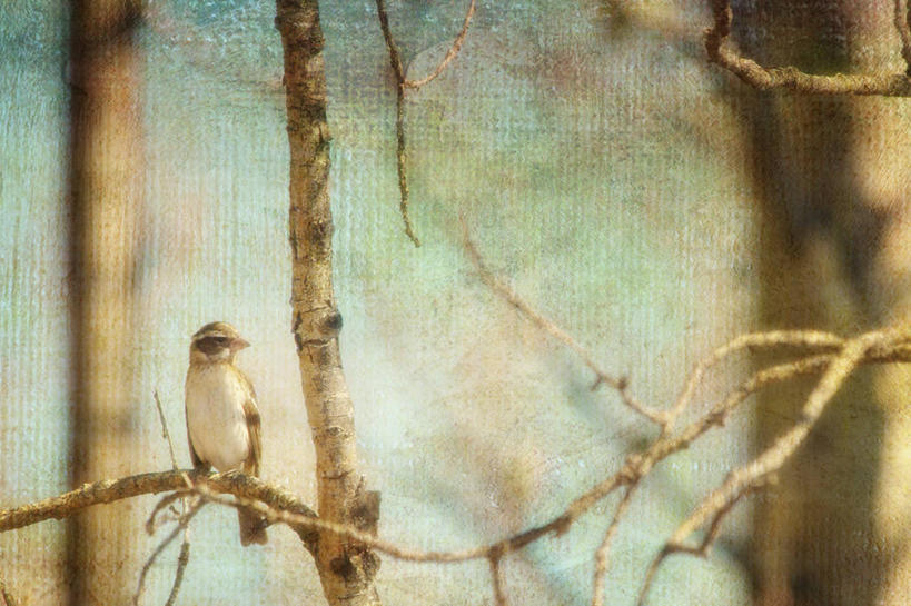 无人,站,横图,室外,白天,正面,旅游,度假,美景,植物,阴影,朦胧,模糊,光线,影子,景观,云,云朵,枝条,云彩,娱乐,树,树木,树枝,一只,蓝色,绿色,白云,蓝天,天空,阳光,自然,天,站着,享受,休闲,景色,放松,生长,成长,自然风光,虬枝,枝杈,蜡嘴鸟,站立,彩图,全身