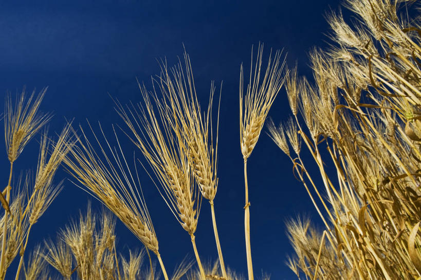 无人,农田,横图,室外,白天,仰视,旅游,度假,庄稼,农作物,小麦,美景,加拿大,许多,阴影,光线,影子,景观,谷物,金黄,娱乐,蓝色,蓝天,天空,阳光,自然,天,享受,休闲,稻谷,稻子,景色,放松,麦子,北美,北美洲,自然风光,美洲,北亚美利加洲,亚美利加洲,彩图,低角度拍摄,耕地,庄稼田